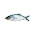 BANGUS INTEIRO AKABANE Un.